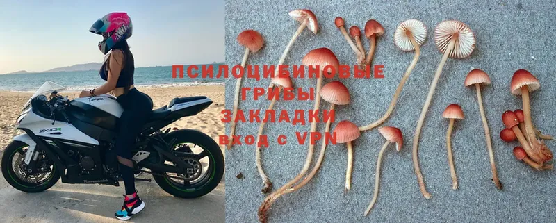 Галлюциногенные грибы Psilocybe  мориарти как зайти  Кораблино 